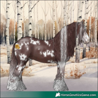Horse Color:White Spotted Chocolate Brown