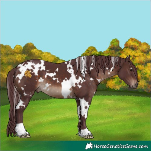 Horse Color:White Spotted Chocolate Brown 