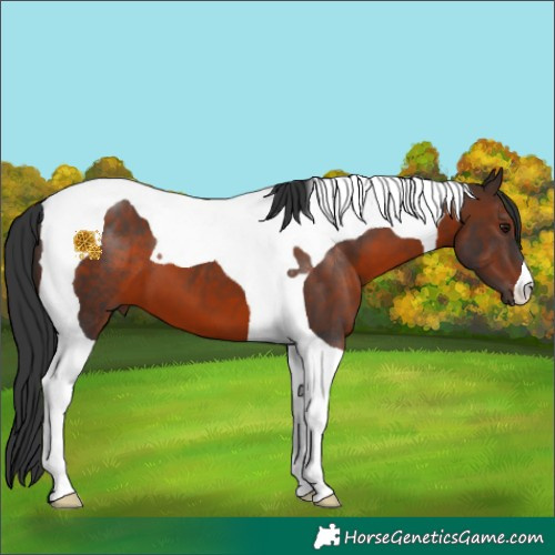 Horse Color:Brown Tobiano 