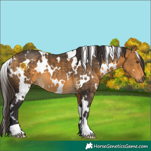 Horse Color:White Spotted Buckskin 
