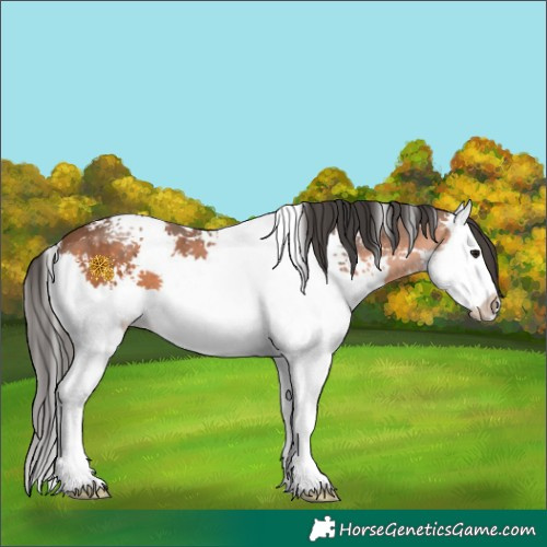 Horse Color:White Spotted Bay Splash 