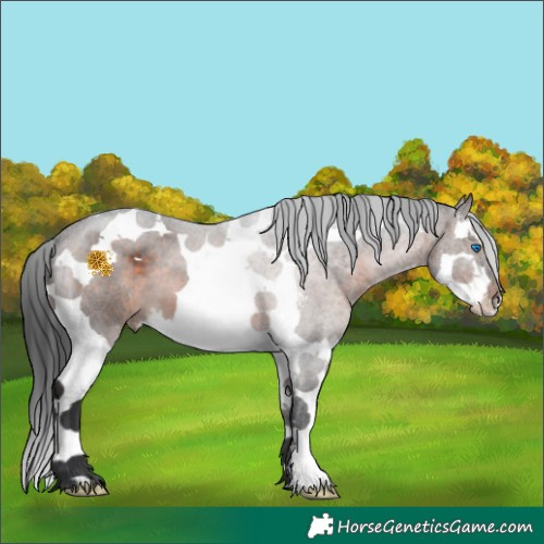 Horse Color:Brown Sabino Splash Tobiano 