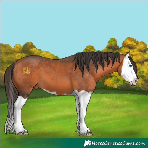 Horse Color:Bay Splash 