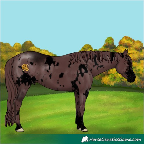 Horse Color:Void White Spotted Chocolate Black Sabino 