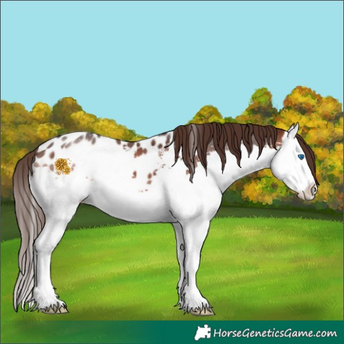 Horse Color:Brown Sabino Splash Appaloosa 