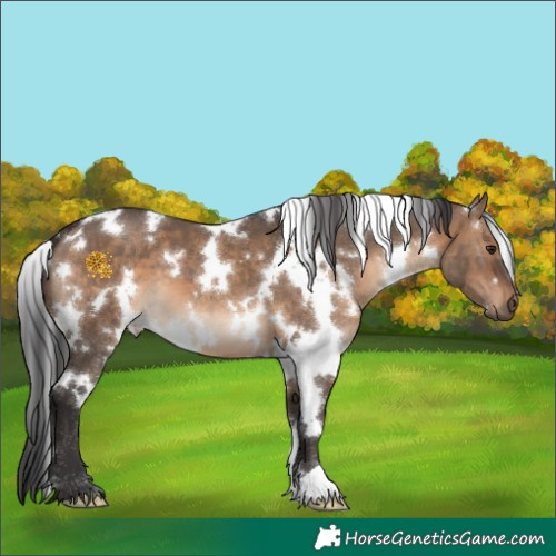 Horse Color:White Spotted Brown Dun 