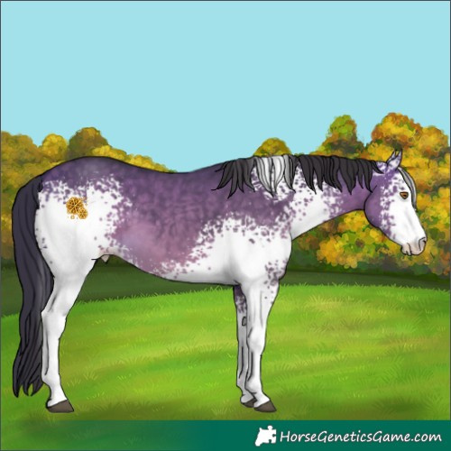 Horse Color:White Spotted Buckskin Dun 