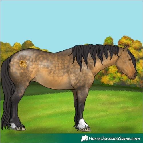 Horse Color:Buckskin Dun 