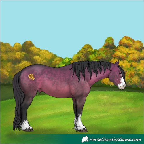 Horse Color:Brown Dun Sabino 