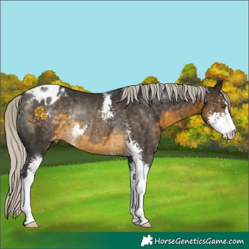 Horse Color:Silver Buckskin Sabino Appaloosa Rabicano 