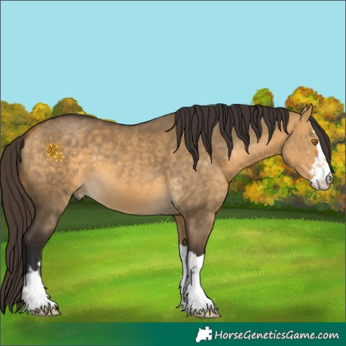 Horse Color:Buckskin Dun 
