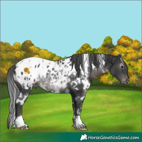 Horse Color:White Spotted Black Blanket Rabicano 