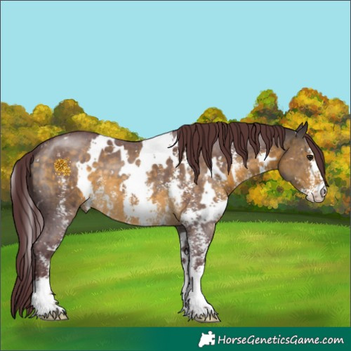 Horse Color:White Spotted Chocolate Buckskin Sabino 