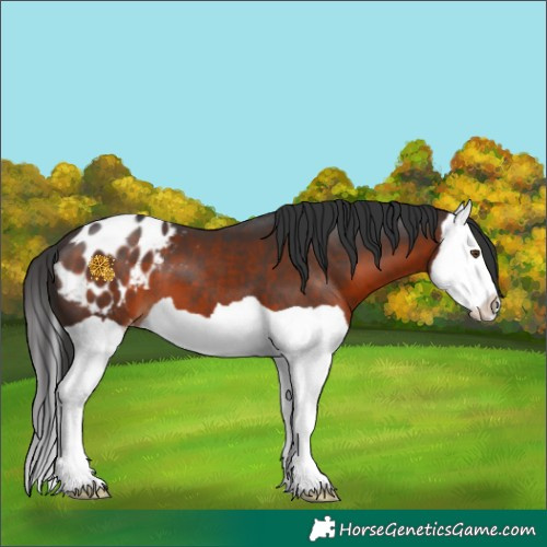 Horse Color:Brown Splash Appaloosa 