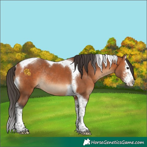 Horse Color:Bay Sabino Splash Tobiano Rabicano 