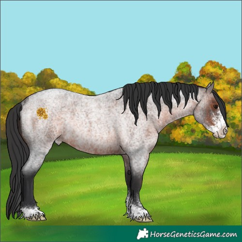 Horse Color:Brown Roan Sabino Rabicano 