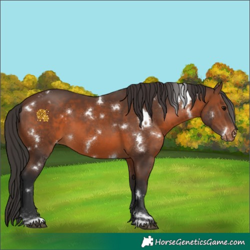 Horse Color:White Spotted Brown Appaloosa 