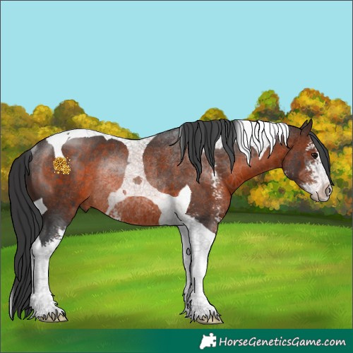 Horse Color:Brown Sabino Tobiano Rabicano 