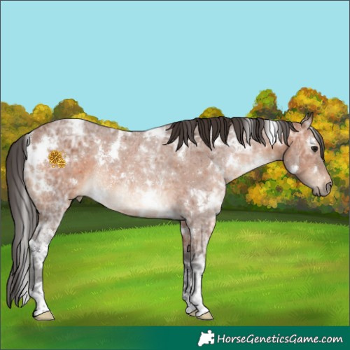 Horse Color:White Spotted Bay Ice Rabicano 