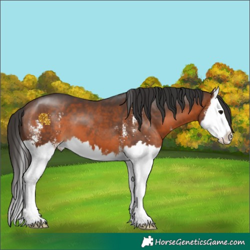 Horse Color:Brown Sabino Splash 