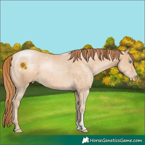 Horse Color:Buckskin Pearl 