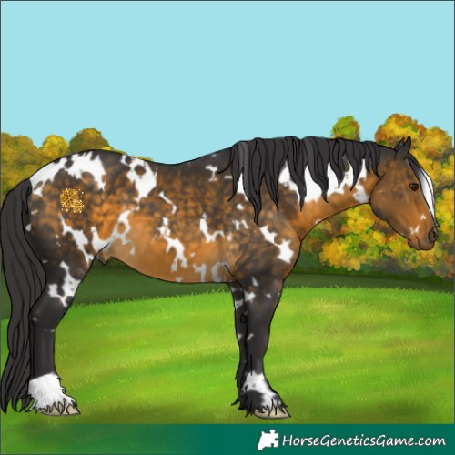 Horse Color:White Spotted Buckskin 