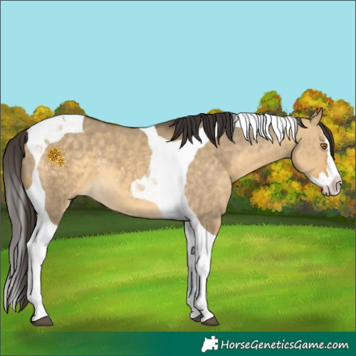 Horse Color:Buckskin Dun Splash Tobiano 
