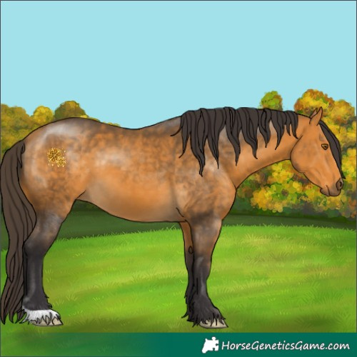 Horse Color:Buckskin 