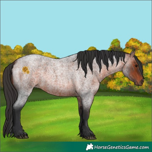 Horse Color:Bay Roan 