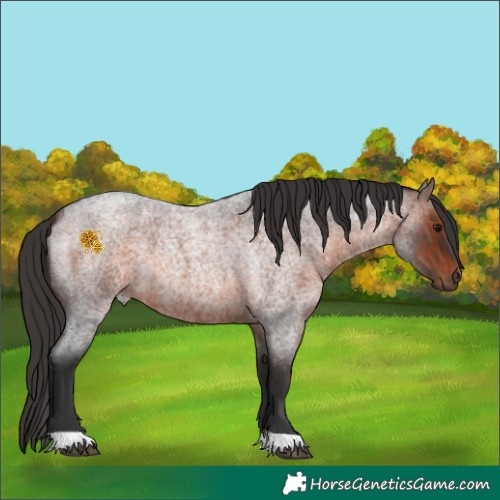 Horse Color:Brown Roan 