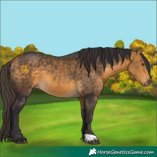 Horse Color:Buckskin 