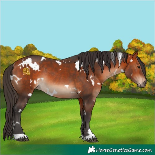 Horse Color:White Spotted Bay Rabicano 