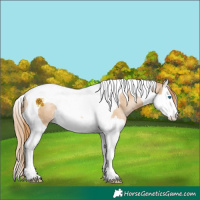 Horse Color:Smoky Black Pearl Sabino Splash Tobiano 