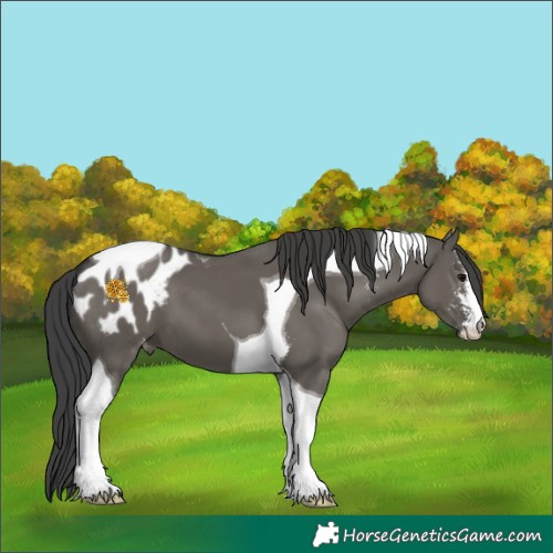 Horse Color:Grullo Sabino Tobiano Appaloosa 