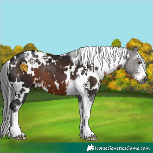 Horse Color:Gray White Spotted Brown Sabino 
