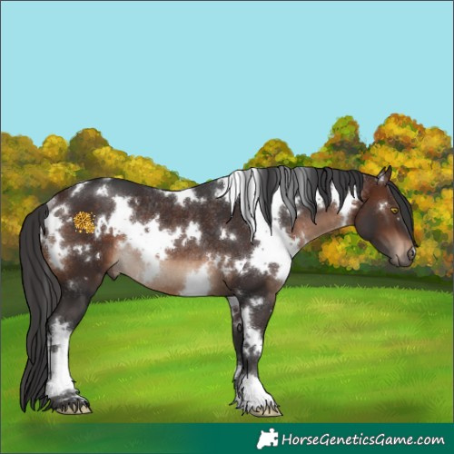 Horse Color:White Spotted Brown Rabicano 