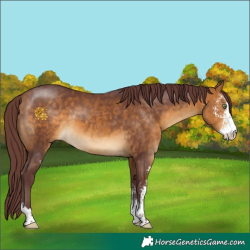 Horse Color:Chocolate Buckskin Sabino 