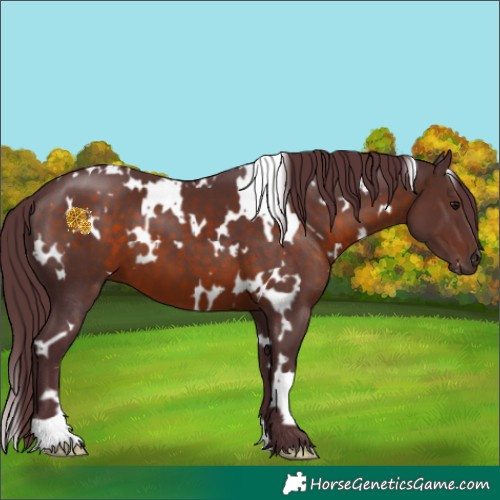 Horse Color:White Spotted Chocolate Brown 