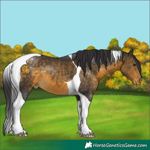 Horse Color:Buckskin Tobiano Varnish 