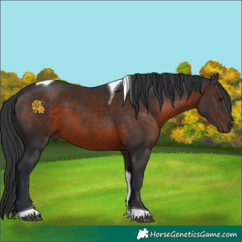 Horse Color:Brown Tobiano 