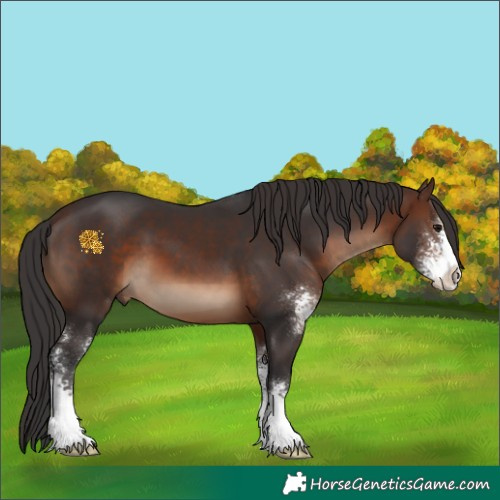 Horse Color:Brown Sabino 