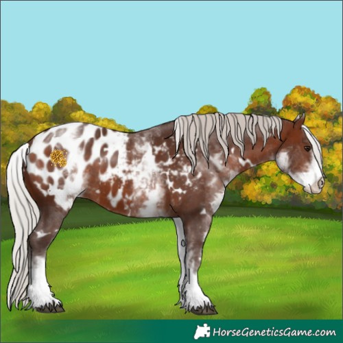Horse Color:White Spotted Silver Brown Appaloosa 