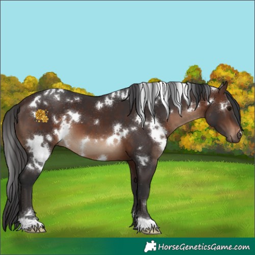 Horse Color:White Spotted Brown 