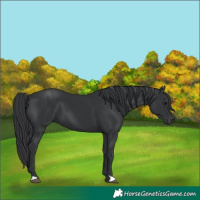 Horse Color:Black 