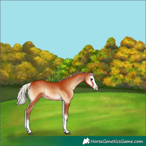 Horse Color:Silver Bay Onyx Splash
