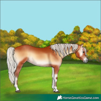Horse Color:Silver Bay Onyx 
