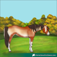 Horse Color:Bay Onyx 