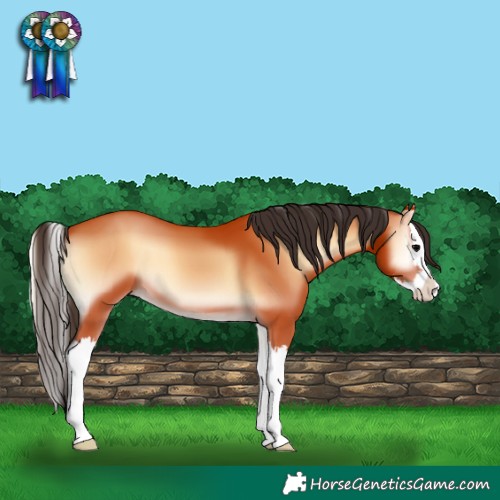 Horse Color:Bay Onyx Splash 