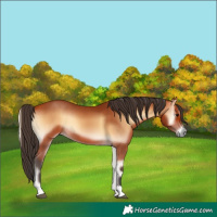Horse Color:Bay Onyx 