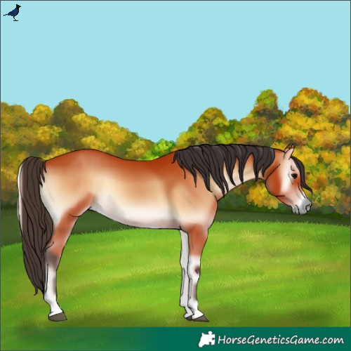 Horse Color:Bay Onyx 